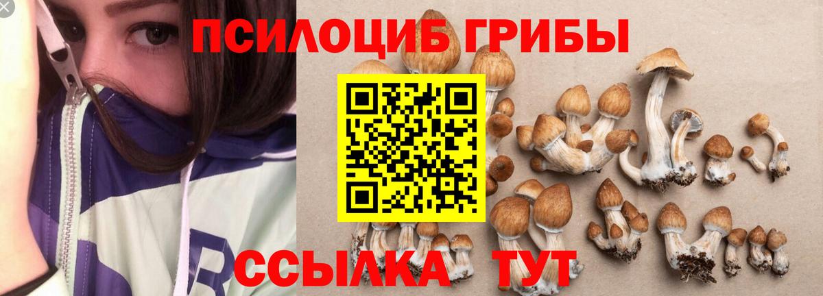 Псилоцибиновые грибы Psilocybe Елизово